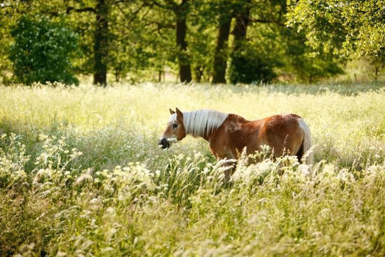 Landhotel Zum Pottkuchen Kalbe Kültér fotó